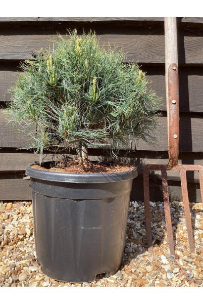 Компактна сосна Tiny Curls у горщику біля дерев’яної стіни. 